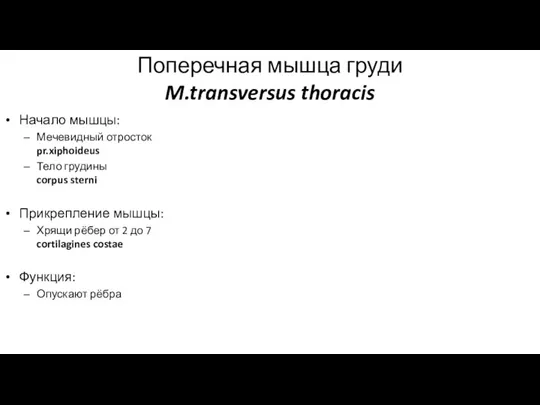 Поперечная мышца груди M.transversus thoracis Начало мышцы: Мечевидный отросток pr.xiphoideus Тело грудины