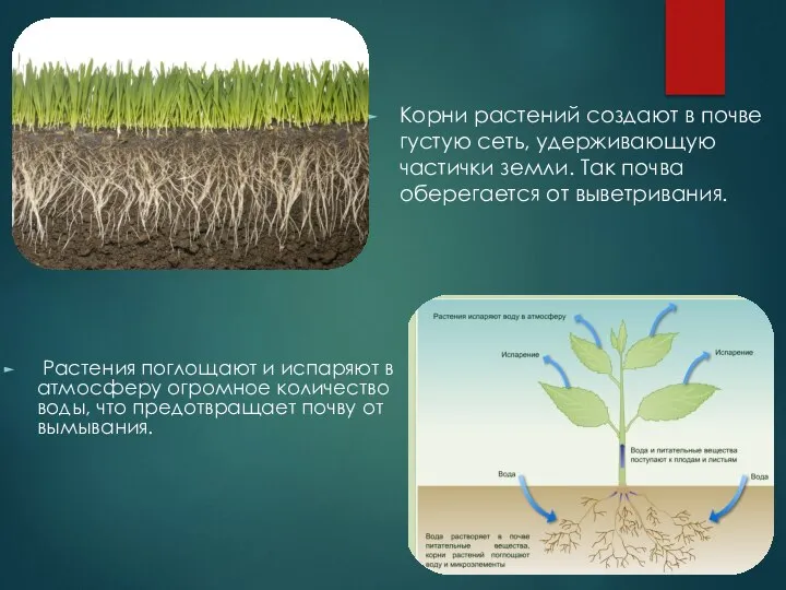 Корни растений создают в почве густую сеть, удерживающую частички земли. Так почва