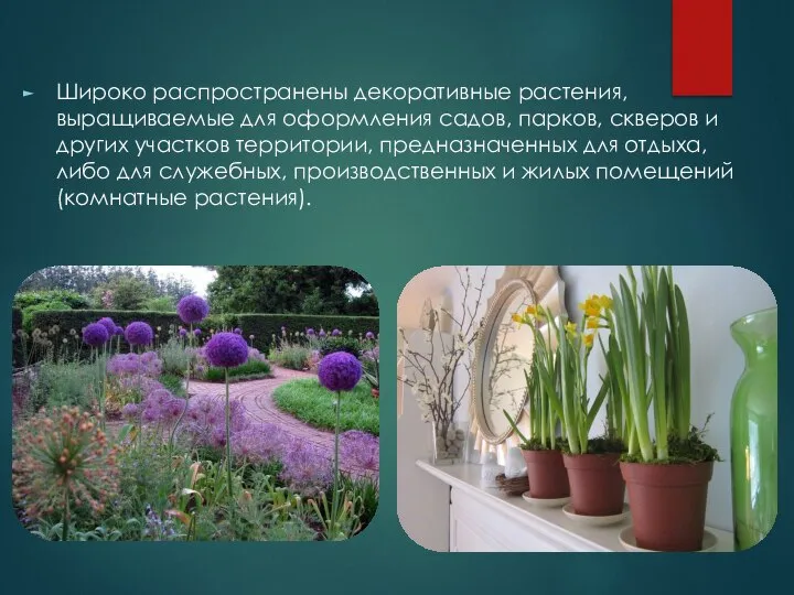 Широко распространены декоративные растения, выращиваемые для оформления садов, парков, скверов и других