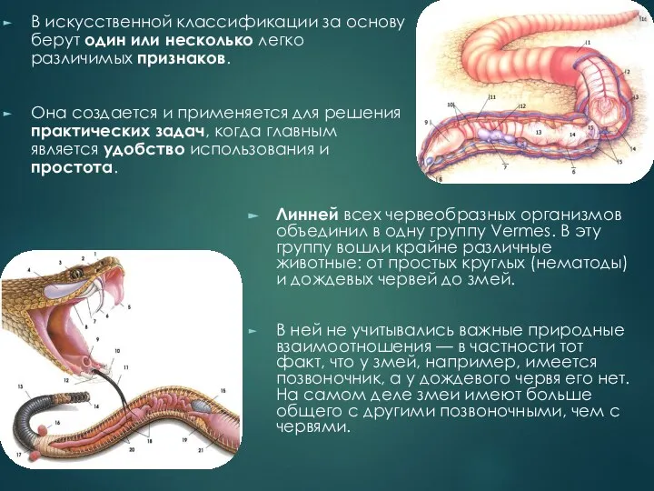 Линней всех червеобразных организмов объединил в одну группу Vermes. В эту группу