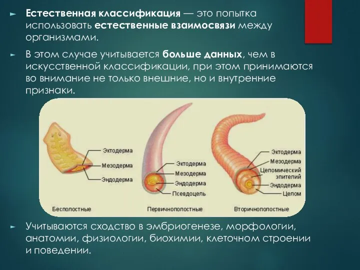 Естественная классификация — это попытка использовать естественные взаимосвязи между организмами. В этом