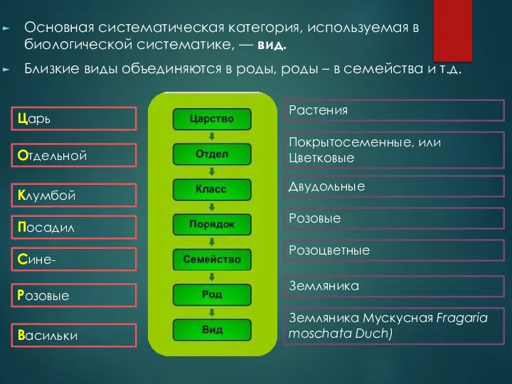 Основная систематическая категория, используемая в биологической систематике, — вид. Близкие виды объединяются