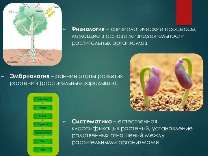 Эмбриология – ранние этапы развития растений (растительные зародыши). Физиология – физиологические процессы,