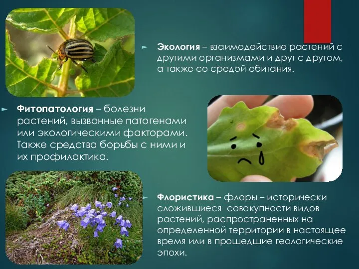 Фитопатология – болезни растений, вызванные патогенами или экологическими факторами. Также средства борьбы
