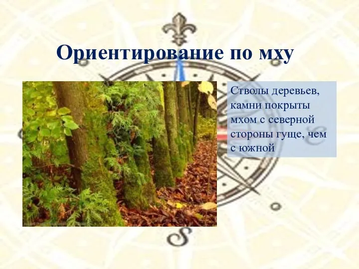 Ориентирование по мху Стволы деревьев, камни покрыты мхом с северной стороны гуще, чем с южной