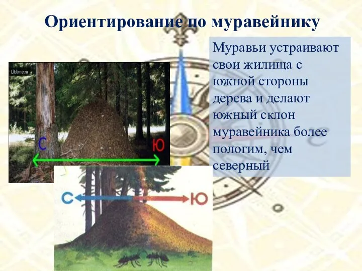 Ориентирование по муравейнику Муравьи устраивают свои жилища с южной стороны дерева и