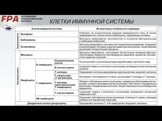 КЛЕТКИ ИММУННОЙ СИСТЕМЫ