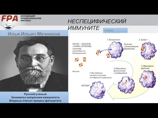 Илья Ильич Мечников (1845-1916) Русский ученый. Занимался вопросами иммунитета. Впервые описал процесс