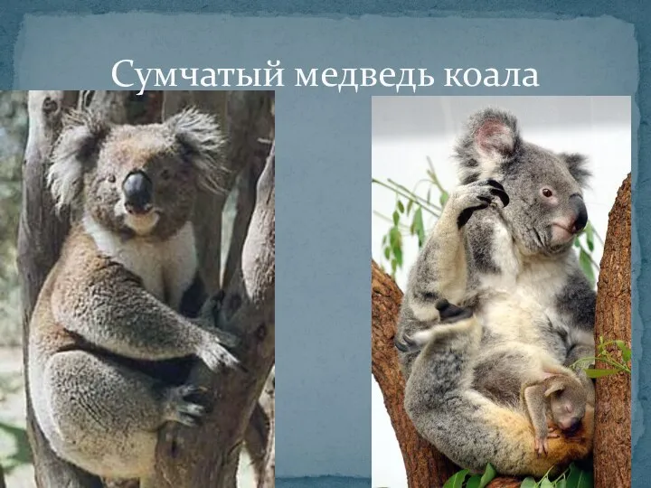 Сумчатый медведь коала