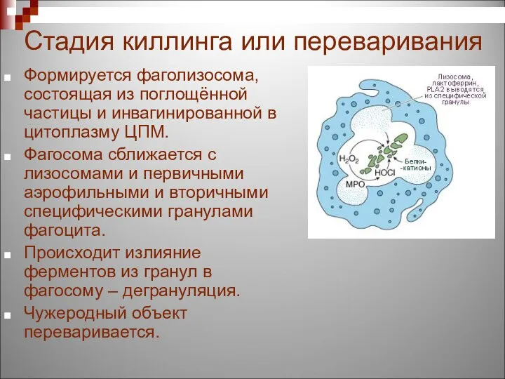 Стадия киллинга или переваривания Формируется фаголизосома, состоящая из поглощённой частицы и инвагинированной