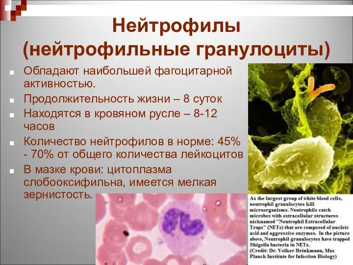 Нейтрофилы (нейтрофильные гранулоциты) Обладают наибольшей фагоцитарной активностью. Продолжительность жизни – 8 суток