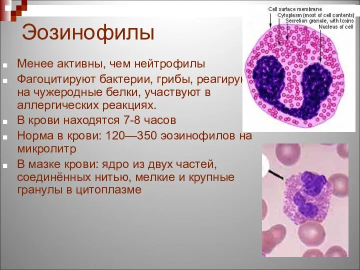 Эозинофилы Менее активны, чем нейтрофилы Фагоцитируют бактерии, грибы, реагируют на чужеродные белки,