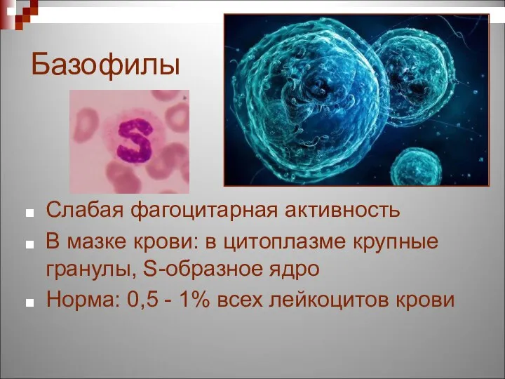 Базофилы Слабая фагоцитарная активность В мазке крови: в цитоплазме крупные гранулы, S-образное