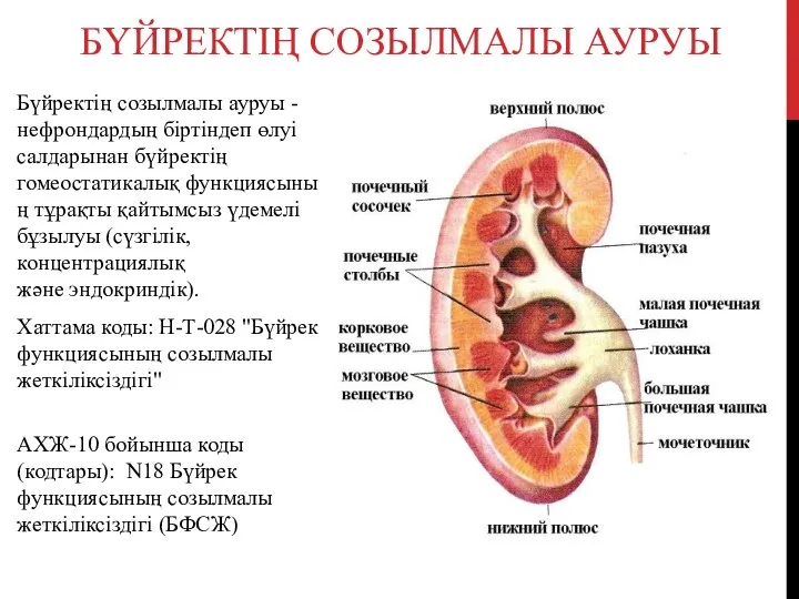 БҮЙРЕКТІҢ СОЗЫЛМАЛЫ АУРУЫ Бүйректің созылмалы ауруы -нефрондардың біртіндеп өлуі салдарынан бүйректің гомеостатикалық