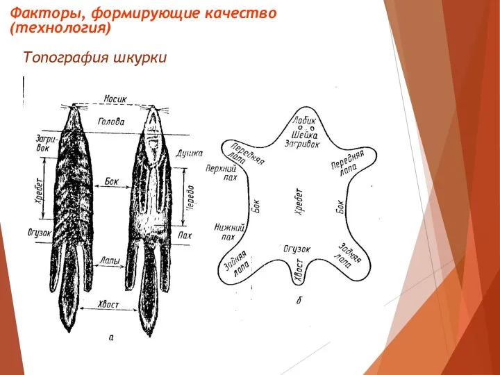 Топография шкурки Факторы, формирующие качество (технология)