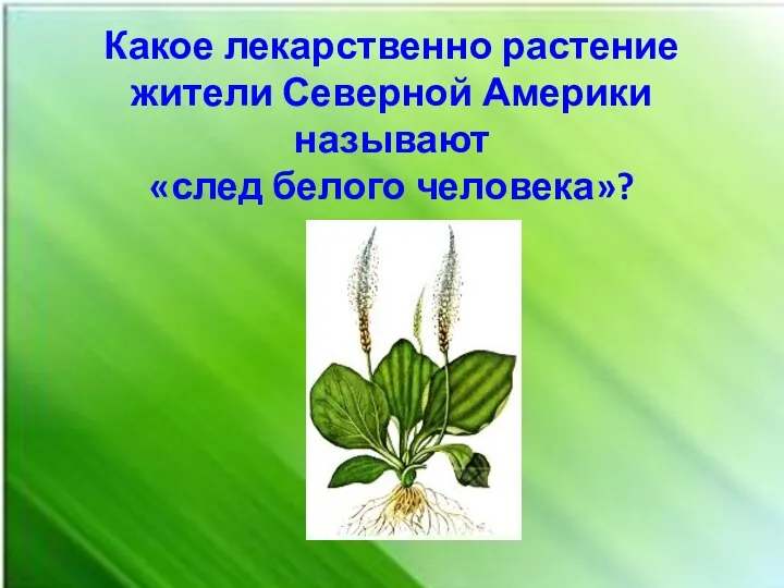 Какое лекарственно растение жители Северной Америки называют «след белого человека»?