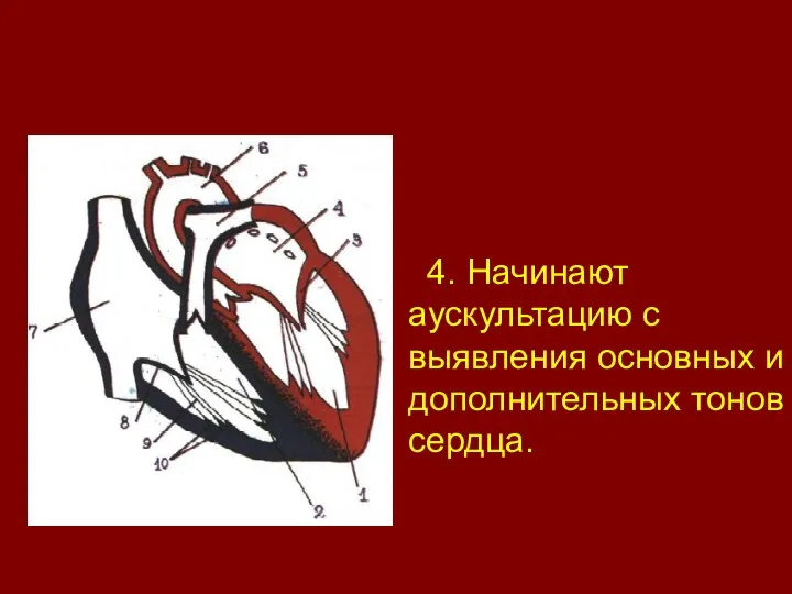 4. Начинают аускультацию с выявления основных и дополнительных тонов сердца.