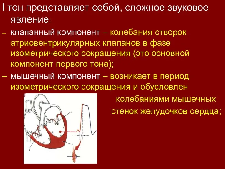 I тон - клапанно-мышечно-сосудистый I тон представляет собой, сложное звуковое явление: –