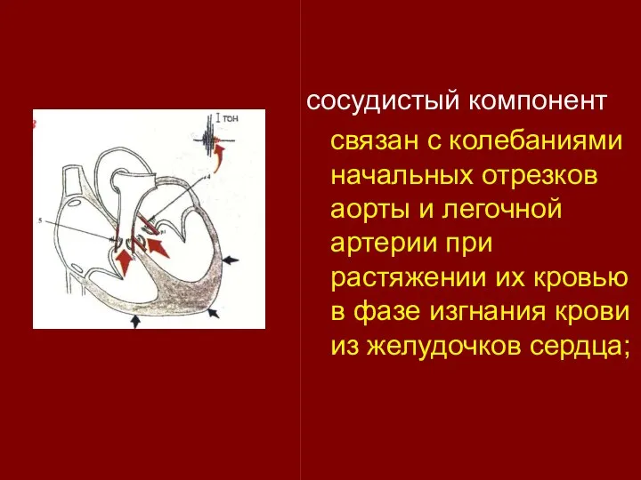 сосудистый компонент связан с колебаниями начальных отрезков аорты и легочной артерии при