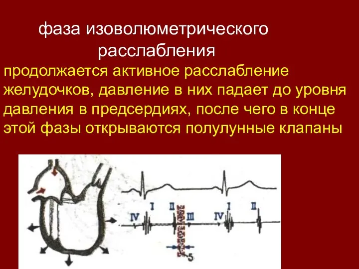 фаза изоволюметрического расслабления продолжается активное расслабление желудочков, давление в них падает до