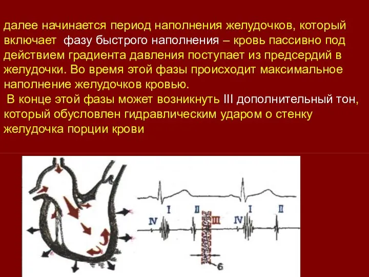 далее начинается период наполнения желудочков, который включает фазу быстрого наполнения – кровь