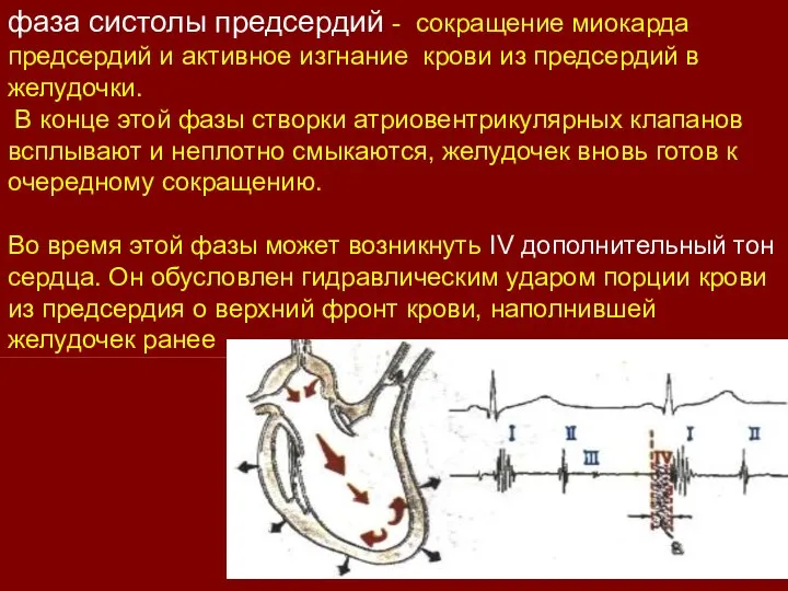 фаза систолы предсердий - сокращение миокарда предсердий и активное изгнание крови из