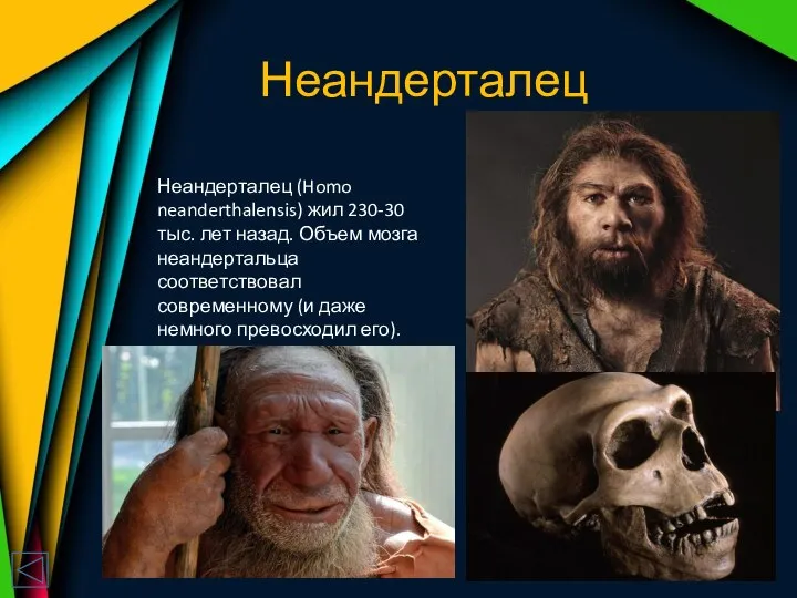 Неандерталец Неандерталец (Homo neanderthalensis) жил 230-30 тыс. лет назад. Объем мозга неандертальца