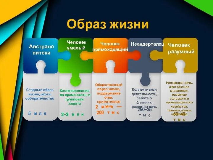 Образ жизни Стадный образ жизни, охота, собирательство 5 млн Австралопитеки Человек умелый