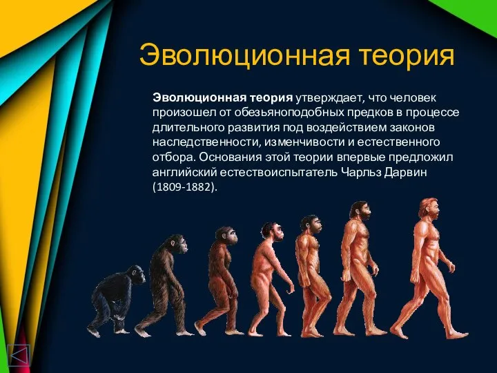 Эволюционная теория Эволюционная теория утверждает, что человек произошел от обезьяноподобных предков в