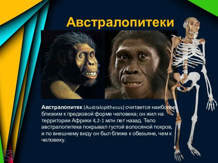 Австралопитеки Австралопитек (Australopithecus) считается наиболее близким к предковой форме человека; он жил