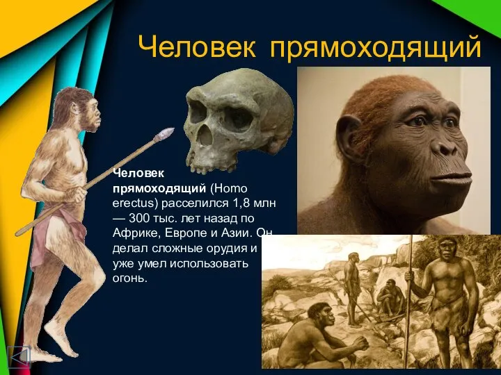 Человек прямоходящий Человек прямоходящий (Homo erectus) расселился 1,8 млн — 300 тыс.