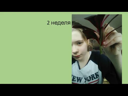 2 неделя