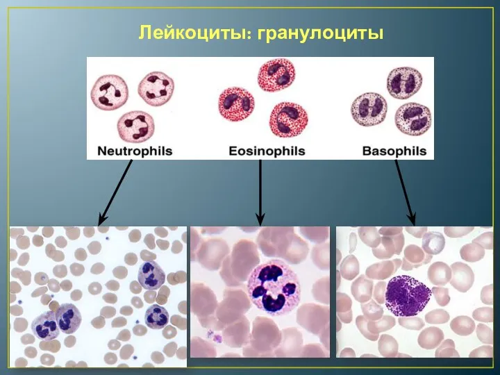 Лейкоциты: гранулоциты