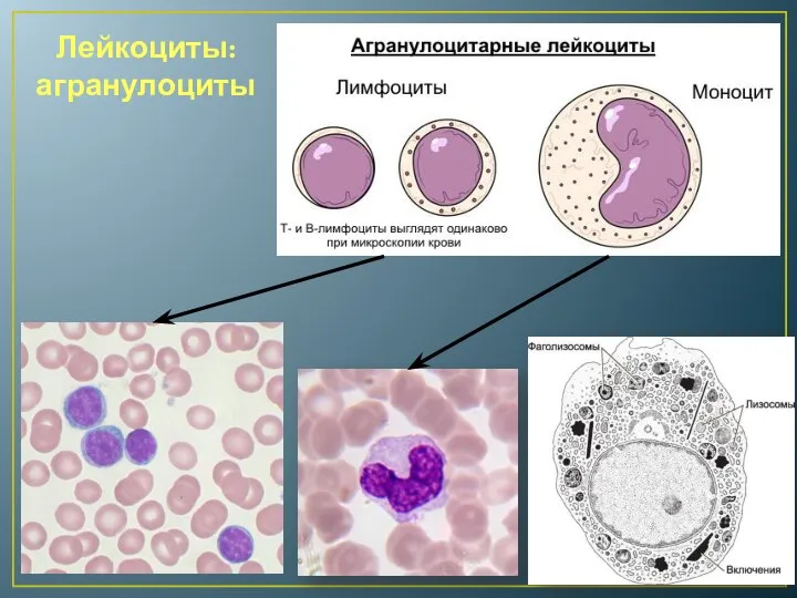Лейкоциты: агранулоциты