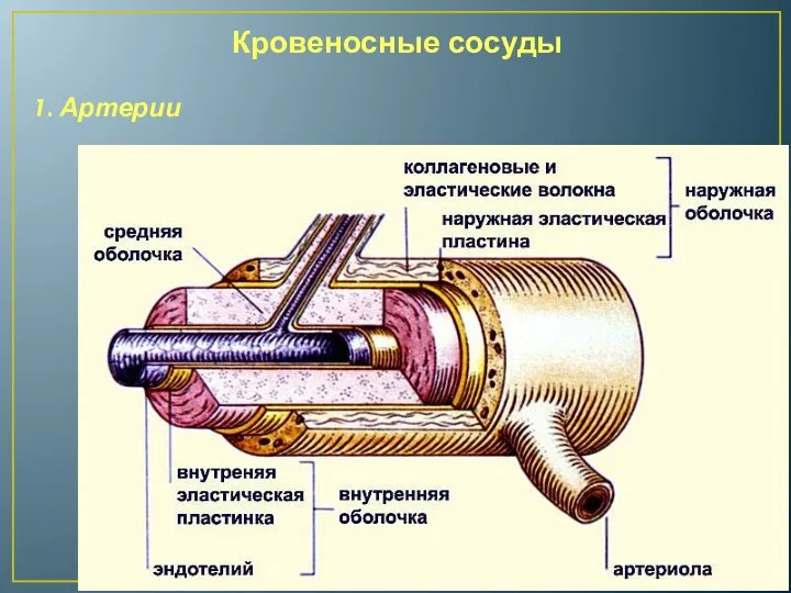 Кровеносные сосуды 1. Артерии