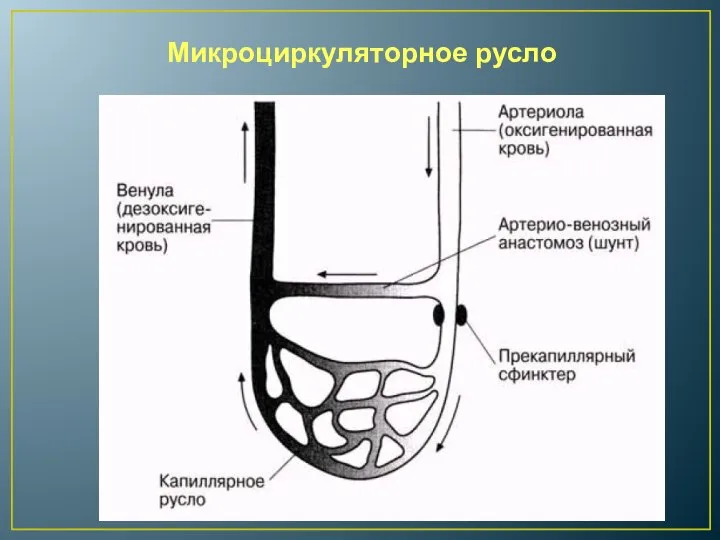 Микроциркуляторное русло