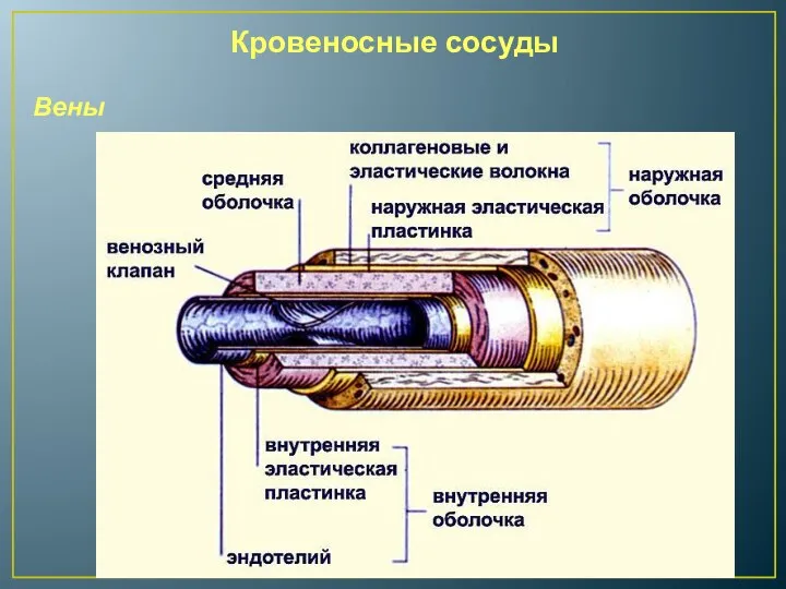 Кровеносные сосуды Вены