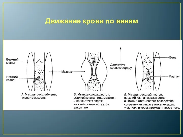 Движение крови по венам