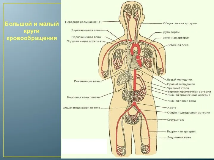 Большой и малый круги кровообращения