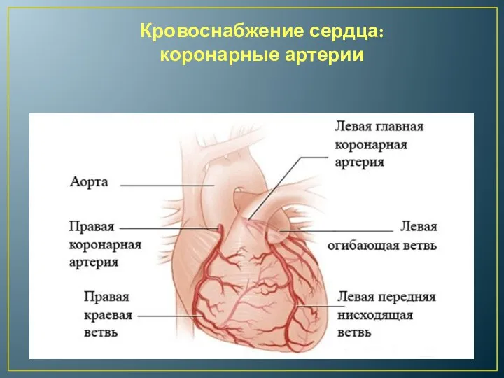 Кровоснабжение сердца: коронарные артерии