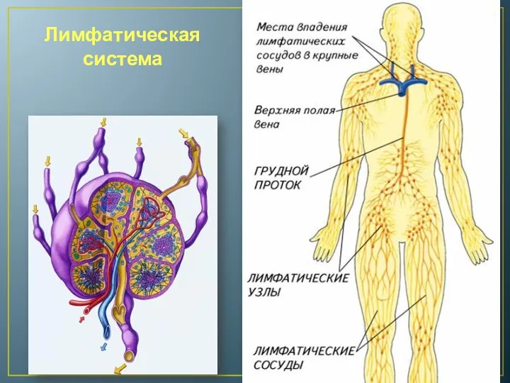 Лимфатическая система