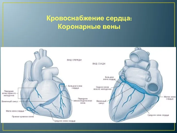 Кровоснабжение сердца: Коронарные вены
