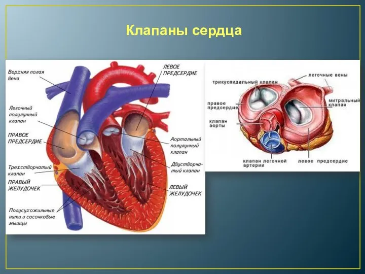 Клапаны сердца