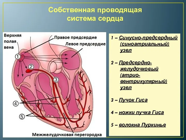 Собственная проводящая система сердца 1 – Синусно-предсердный (синоатриальный) узел 2 – Предсердно-желудочковый