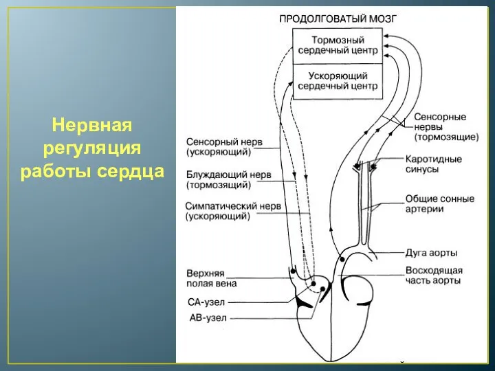 Нервная регуляция работы сердца