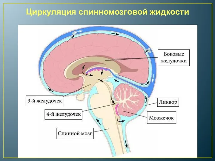 Циркуляция спинномозговой жидкости