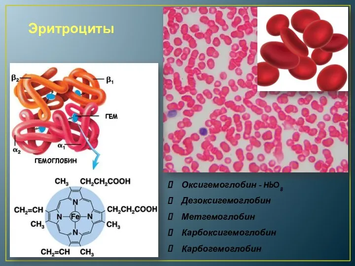 Эритроциты Оксигемоглобин - HbO8 Дезоксигемоглобин Метгемоглобин Карбоксигемоглобин Карбогемоглобин
