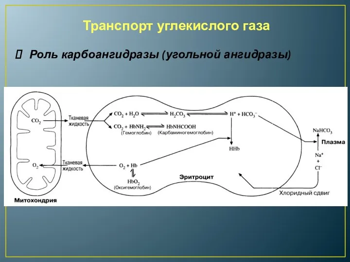 Транспорт углекислого газа Роль карбоангидразы (угольной ангидразы)