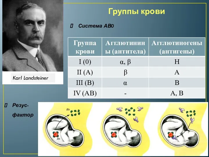 Группы крови Система АВ0 Резус-фактор