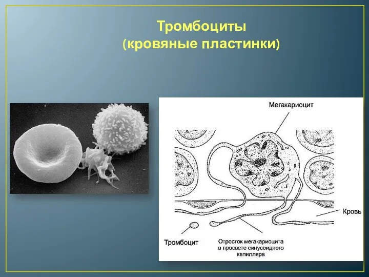 Тромбоциты (кровяные пластинки)